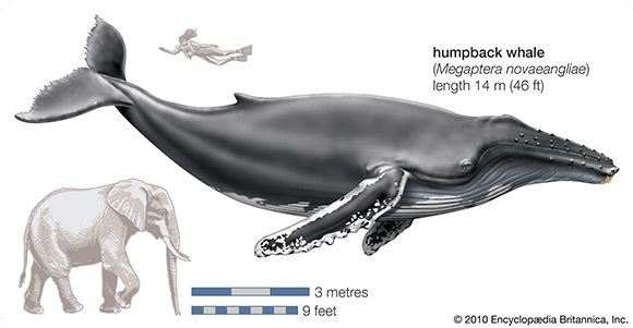 Humpback Whale Relative size to Human and Elephant